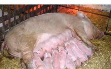 Още Герберщина: Унищожават над 40 000 прасета